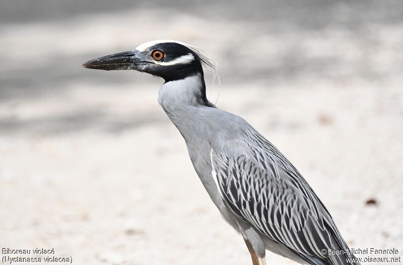 Yellow-crowned Night Heron