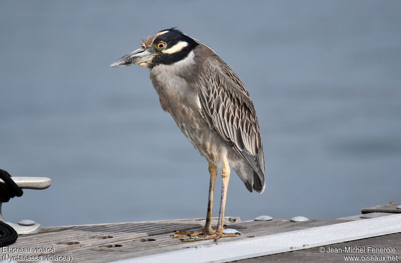 Yellow-crowned Night Heron