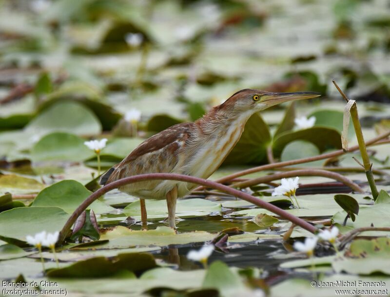 Yellow Bittern