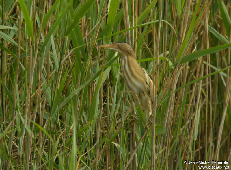 Little Bittern male