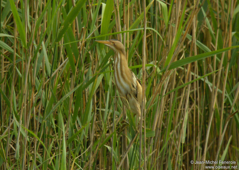 Little Bittern male