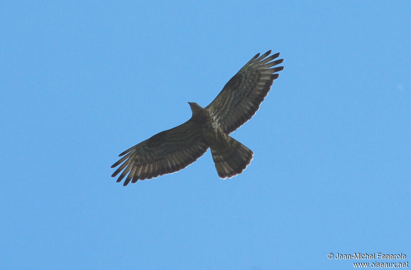 European Honey Buzzard