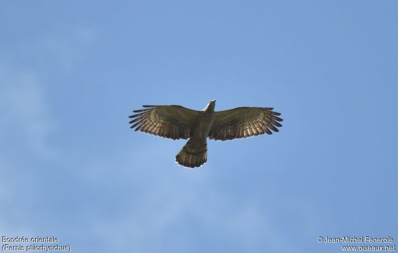 Crested Honey Buzzard