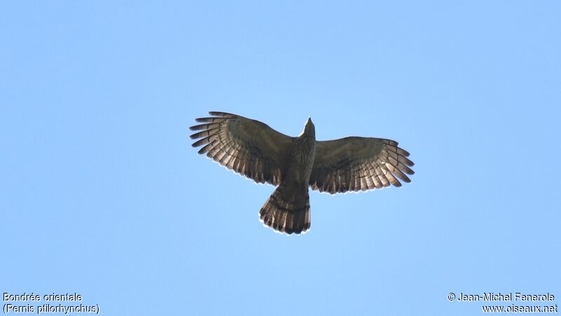 Crested Honey Buzzard