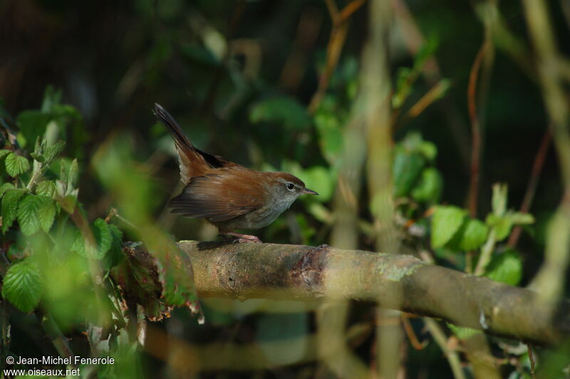 Cetti's Warbleradult