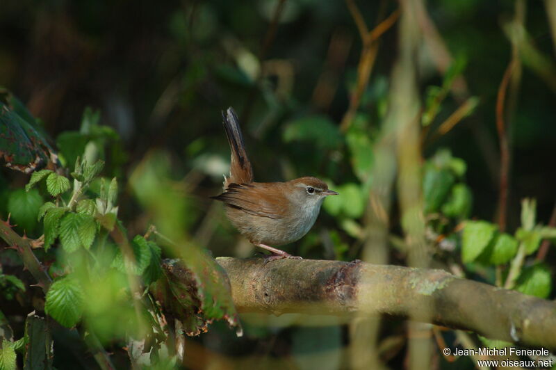 Cetti's Warbleradult