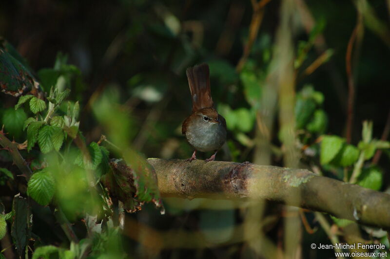 Cetti's Warbleradult