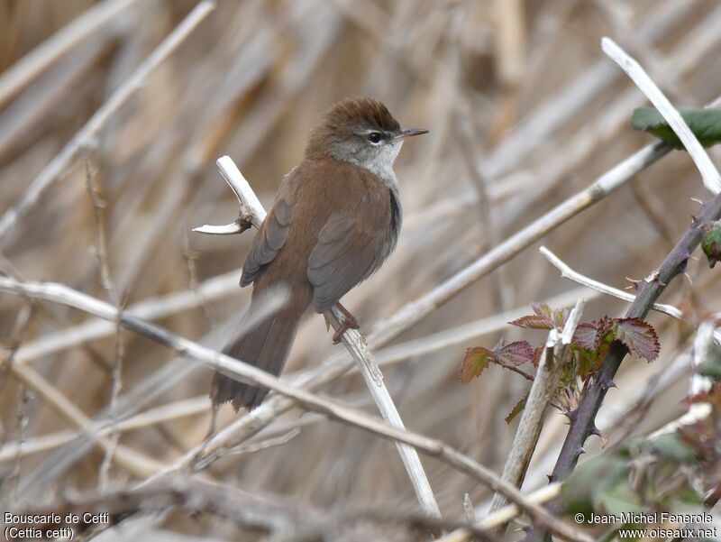 Cetti's Warbler