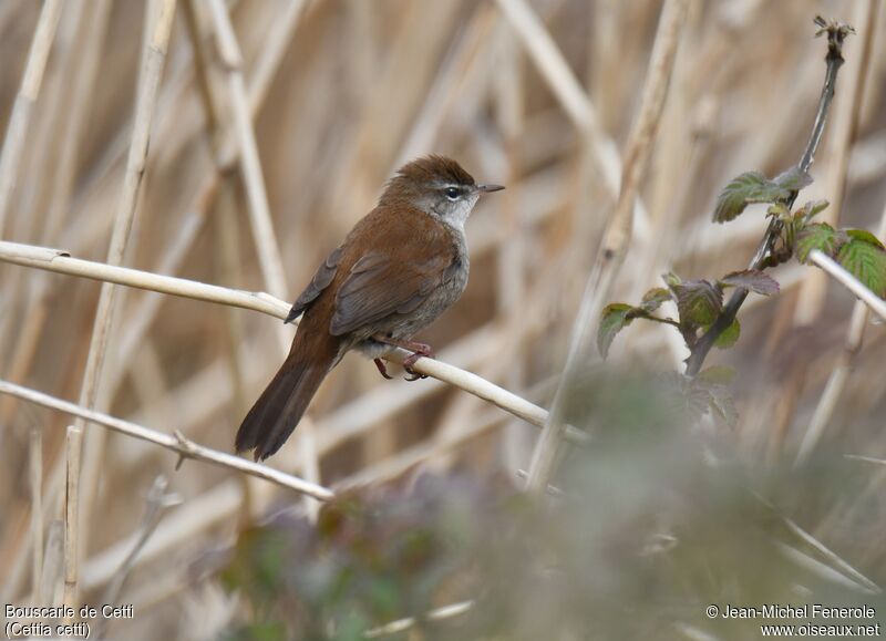 Bouscarle de Cetti