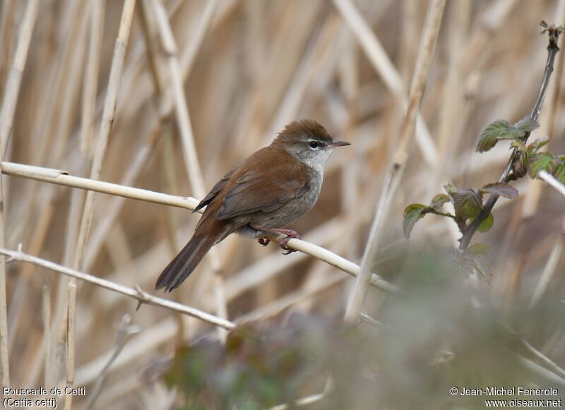 Bouscarle de Cetti