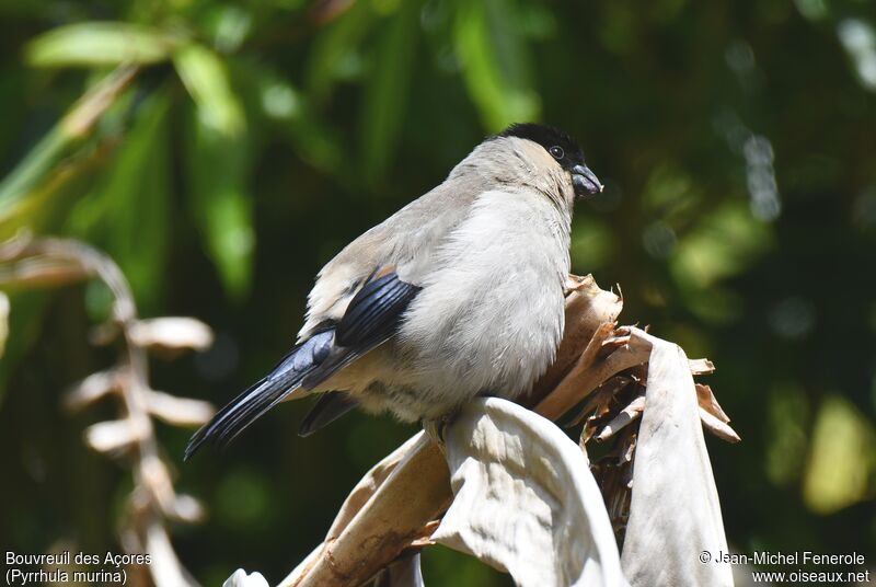 Azores Bullfinch