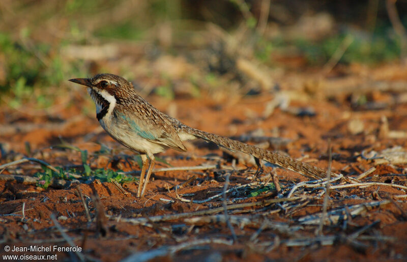 Long-tailed Ground Rolleradult