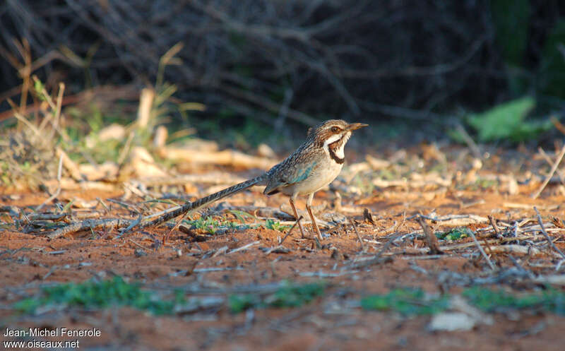 Long-tailed Ground Rolleradult