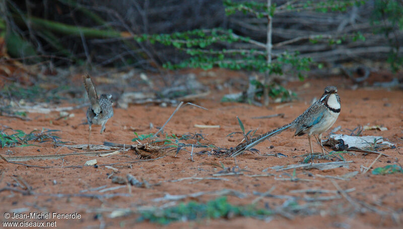 Brachyptérolle à longue queue adulte