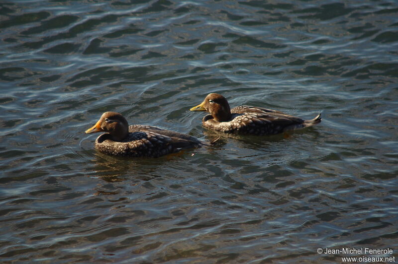 Flying Steamer Duck 