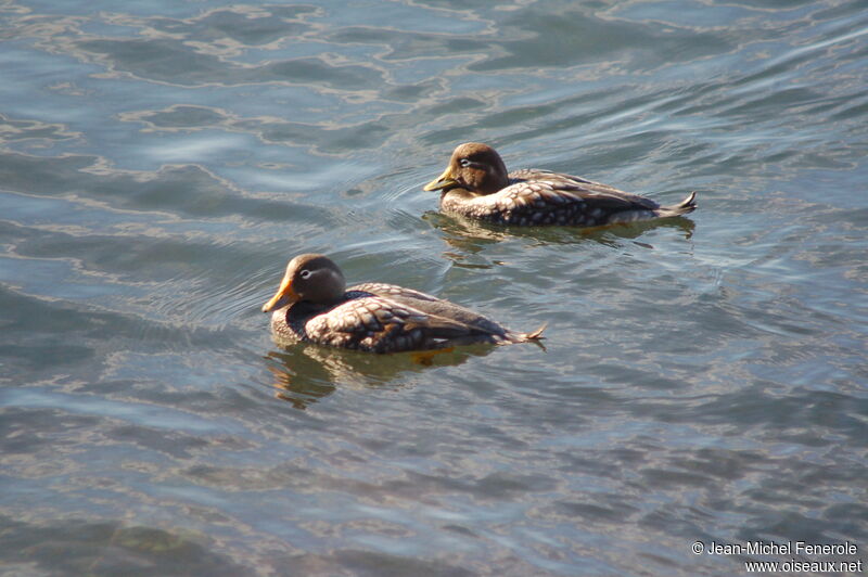 Flying Steamer Duck 