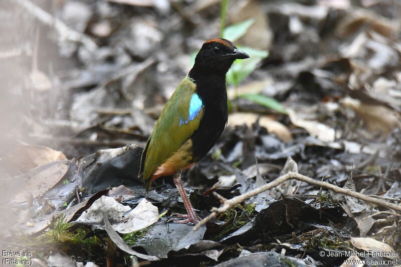 Rainbow Pitta