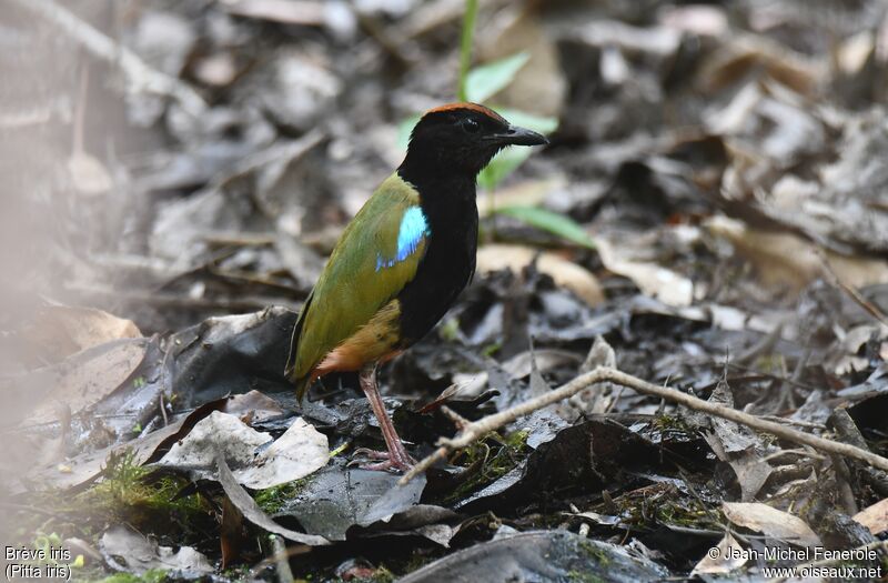 Rainbow Pitta