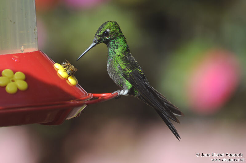 Green-crowned Brilliant male