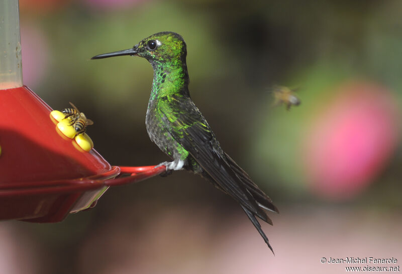 Green-crowned Brilliant male