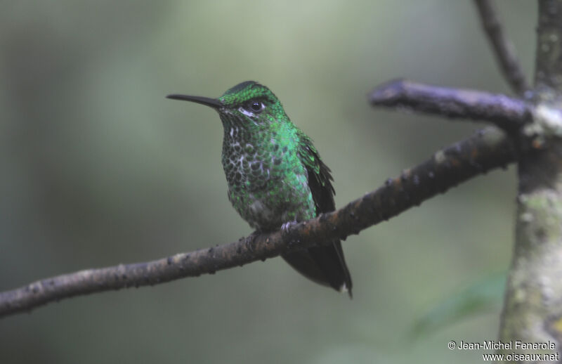 Green-crowned Brilliant female