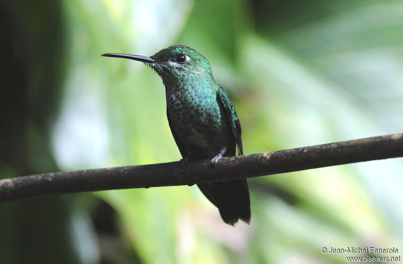 Green-crowned Brilliant female