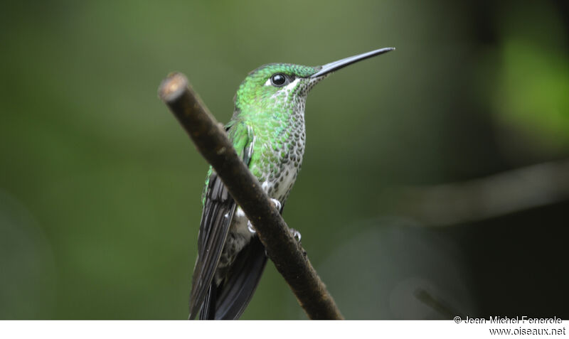 Green-crowned Brilliant female