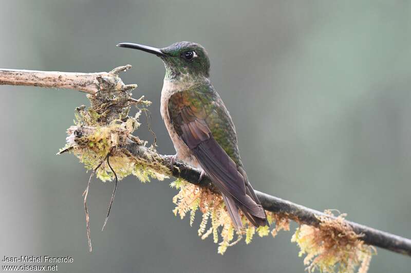 Fawn-breasted Brilliant female, identification