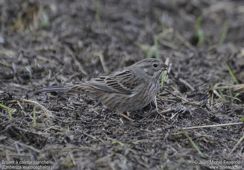 Pine Bunting female