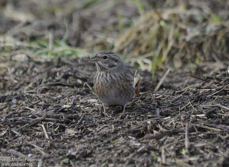 Pine Bunting female, close-up portrait