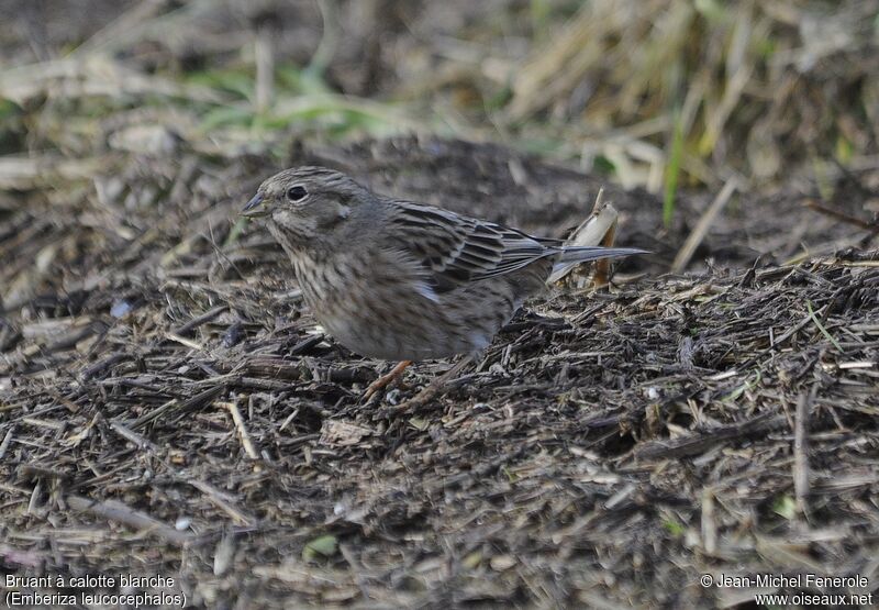 Pine Bunting female