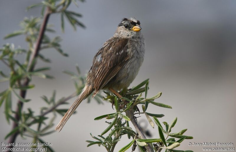 White-crowned Sparrow