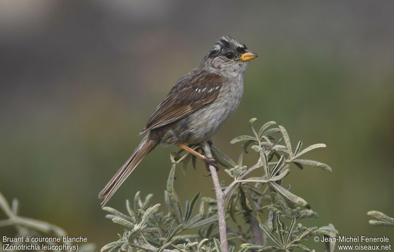 White-crowned Sparrow