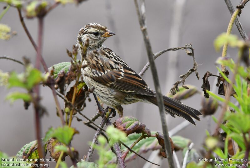 White-crowned Sparrow