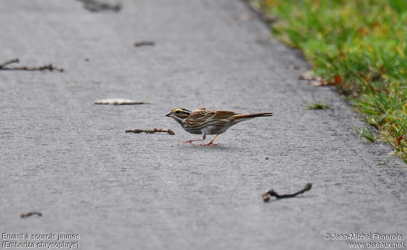 Yellow-browed Bunting