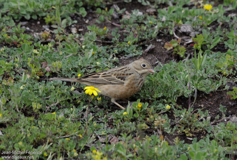 Cretzschmar's Bunting female subadult, pigmentation, eats