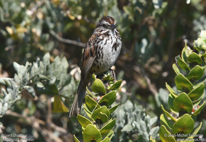 Song Sparrow