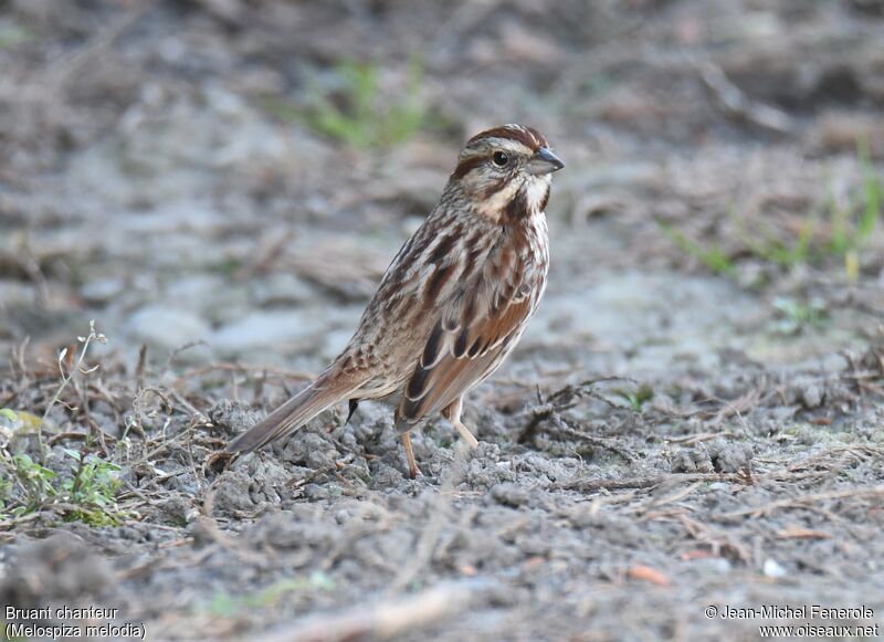 Song Sparrow