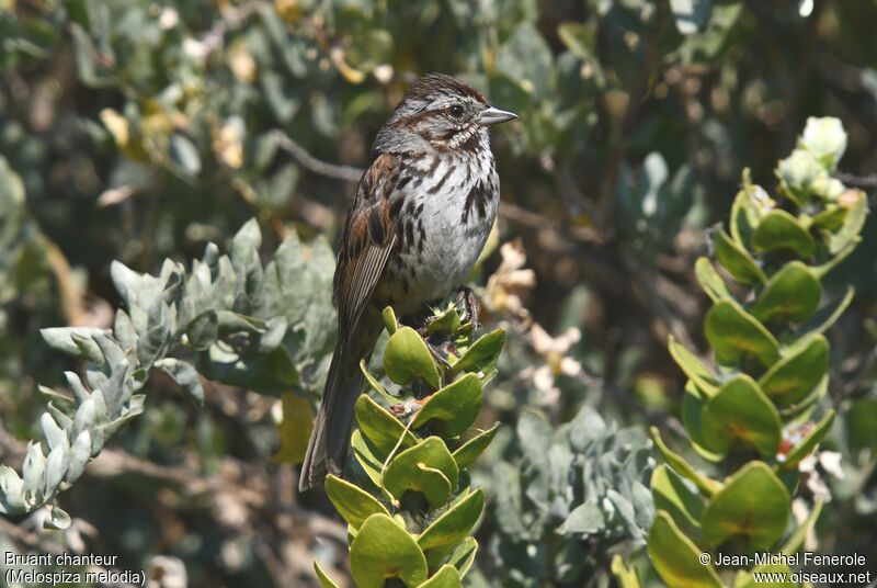 Song Sparrow