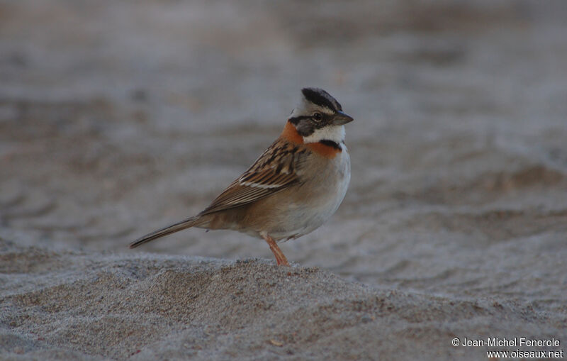 Rufous-collared Sparrow