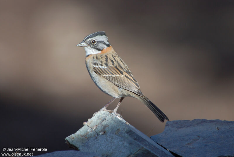 Rufous-collared Sparrow