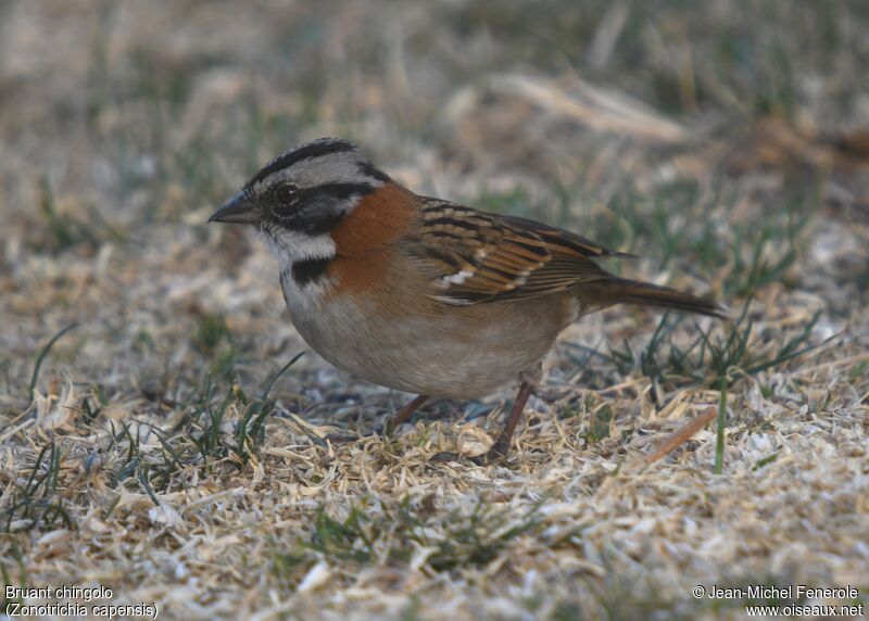 Rufous-collared Sparrow