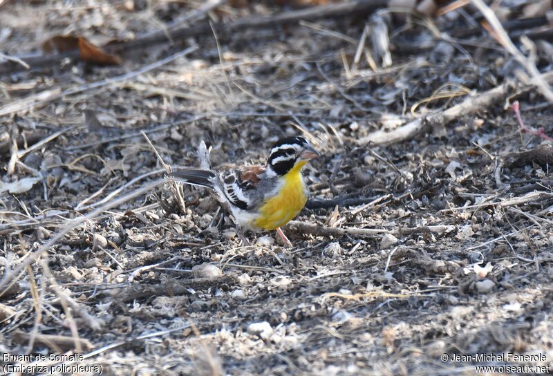 Somali Bunting