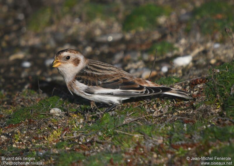 Snow Bunting