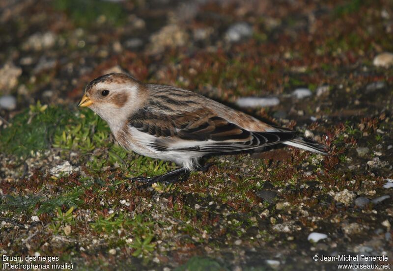 Snow Bunting