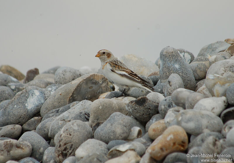 Bruant des neiges