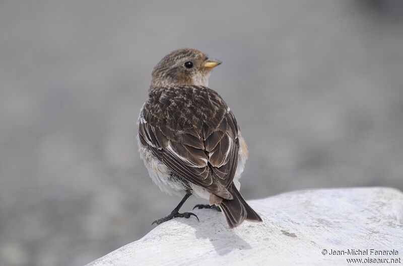 Bruant des neiges