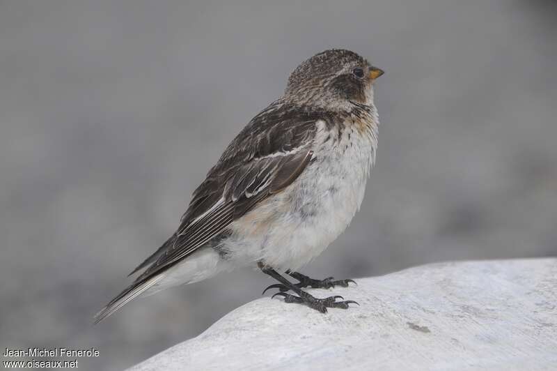 Bruant des neiges femelle adulte nuptial, identification