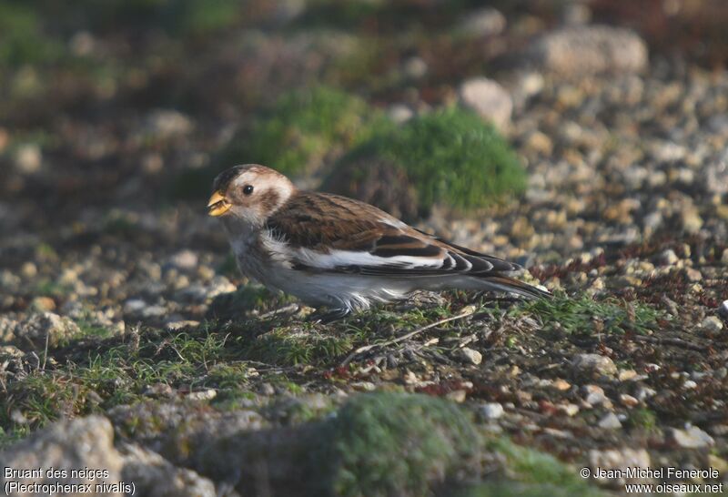 Snow Bunting