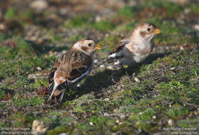 Snow Bunting